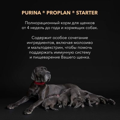 Pro Plan Puppy Large Starter Сухой корм для щенков крупных пород с курицей